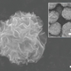 Illustration for article titled Deep-Fried Graphene Could Be the Future of Batteries